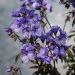 Polemonium reptans 'Heaven Scent'(Wielosił rozesłany)